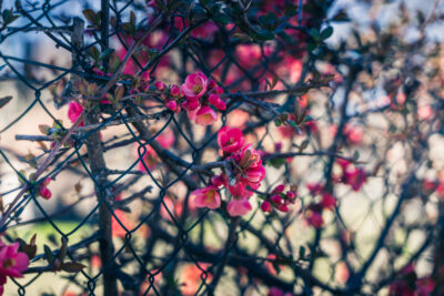 Agrandir l'image 5 sur 12, fenêtre modale