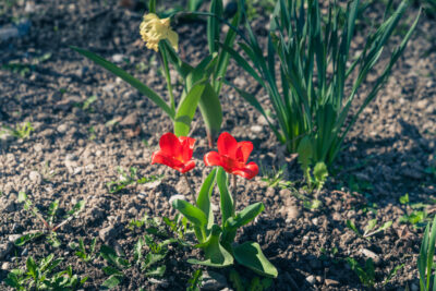 Agrandir l'image 12 sur 12, fenêtre modale
