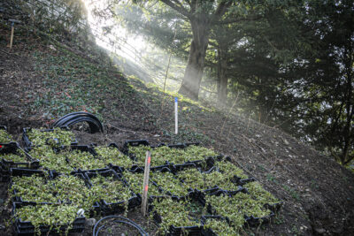 Agrandir l'image 1 sur 3, fenêtre modale