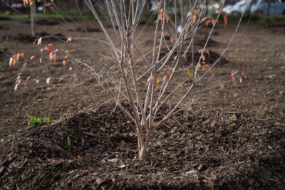 Agrandir l'image 4 sur 15, fenêtre modale