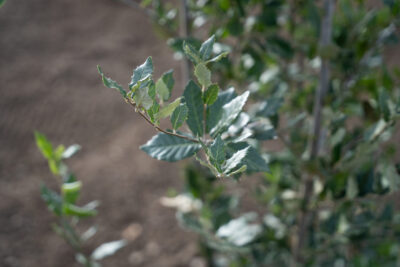 Agrandir l'image 5 sur 15, fenêtre modale