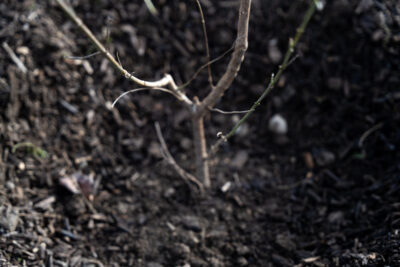 Agrandir l'image 3 sur 3, fenêtre modale