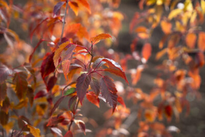 Agrandir l'image 1 sur 3, fenêtre modale