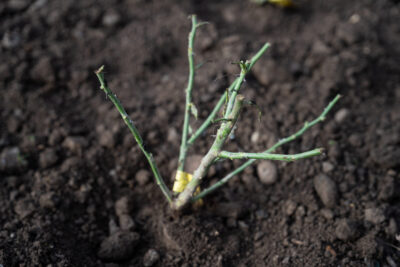 Agrandir l'image 9 sur 15, fenêtre modale