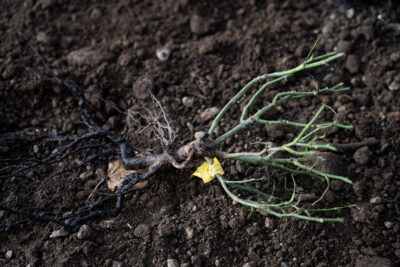 Agrandir l'image 13 sur 15, fenêtre modale